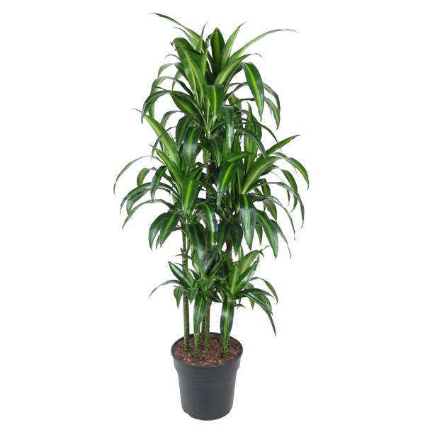 Drachenbaum – Dracaena Hawaiiana Karussell 150cm – Ø31cm – Zimmerpflanze mit langen glänzenden Blättern – Plant