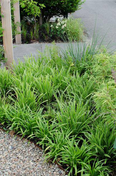 Weißrandige Segge – Carex morrowii 'Icedance' – Immergrünes Ziergras – Winterhart & pflegeleicht – Ø14cm – Ca. 30cm hoch – Plant