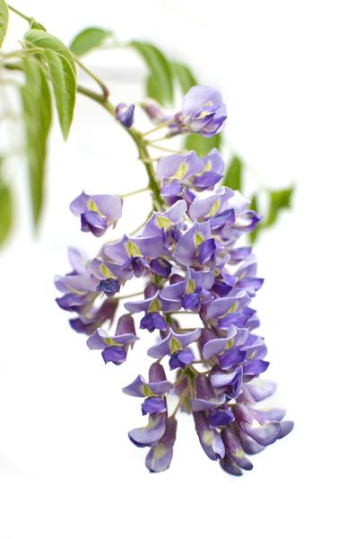 Chinesischer Blauregen – Wisteria sinensis ‘Prolific’ – Glyzinie – Ø15cm – ca. 65cm hoch – lila Blütentrauben – Plant