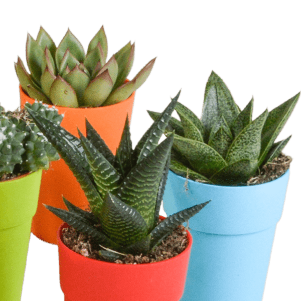 Sukkulenten & Kakteen Mix 15 Pflanzen Ø5,5cm – pflegeleichtes Pflanzen Set für Urban Jungle, Fensterbank, Wohnzimmer & Büro – Plant
