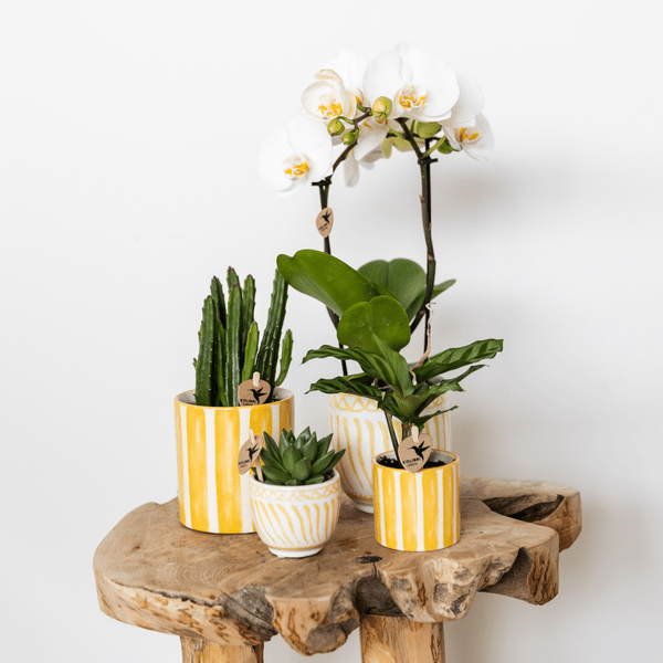 Topf Granada – Gelb – Ø6cm – Dekorativer Blumentopf aus Keramik im mediterranen Stil – Glasiertes Pflanzgefäß – Mini – Übertopf für Zimmerpflanzen – Plant