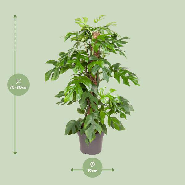 Fensterblatt Monstera Minima – Ø19cm – ↕80cm – Pflegeleichte Zimmerpflanze mit dekorativen Blättern
