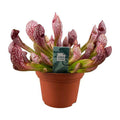 Schlauchpflanze – Sarracenia Scarlet Belle – fleischfressende Zimmerpflanze – Ø12cm – ca. 40cm hoch – exotische Karnivore für Innen & Balkon – Plant