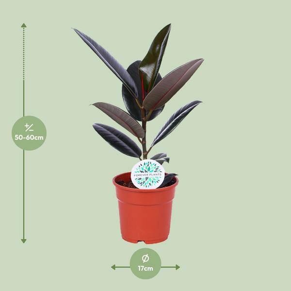 Gummibaum Ficus Elastica Abidjan Zimmerpflanze Ø17cm ↕55cm – pflegeleichte Grünpflanze für Wohnzimmer, Büro & helle Standorte kaufen – Plant