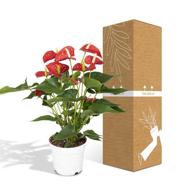 Flamingoblume – Anthurium Rot – Zimmerpflanze – Ø17cm – ↕55cm – Elegante rote Blüten – Pflegeleichte Zimmerpflanze – Plant