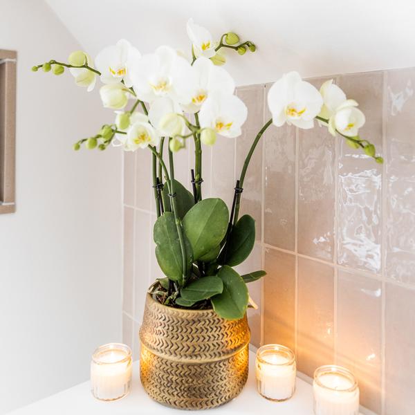 Weiße Phalaenopsis Orchidee Juwel Gent Zimmerpflanze Ø12cm ↕40cm – blühende Orchidee für Wohnzimmer, Büro & helle Standorte kaufen – Plant