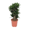 Drachenbaum – Dracaena Compacta – Zimmerpflanze – Ø24cm – ↕80cm – pflegeleichte Luftreiniger-Pflanze für Zuhause & Büro – Plant