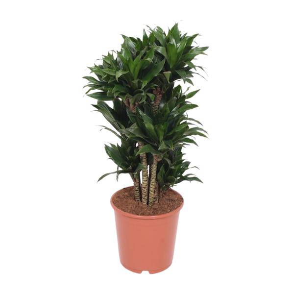 Drachenbaum – Dracaena Compacta – Zimmerpflanze – Ø24cm – ↕80cm – pflegeleichte Luftreiniger-Pflanze für Zuhause & Büro – Plant