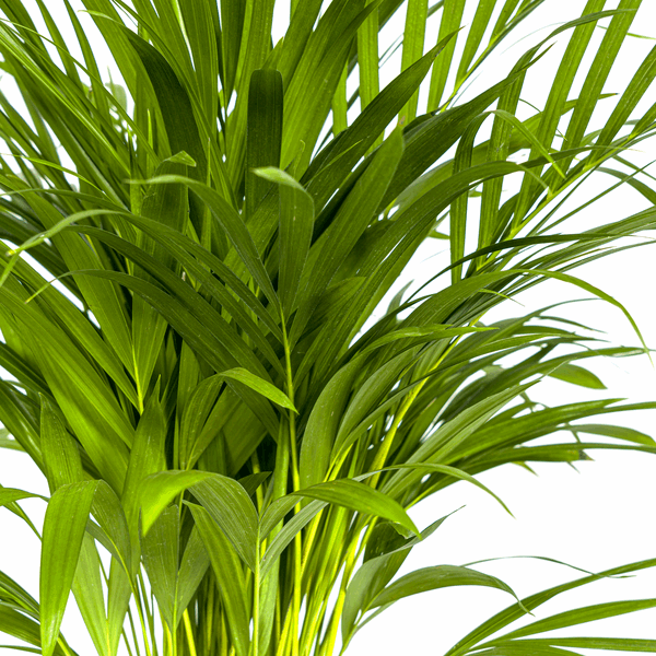 Dypsis Areca Lutescens – Goldfruchtpalme – Zimmerpflanze Ø19cm ↕80-100cm – Federartige Blätter – Tropisches Flair – Pflegeleicht – Plant