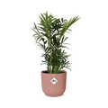 Mexikanische Bergpalme – Chamaedorea Elegans – elegante Zimmerpflanze – pflegeleicht & luftreinigend – Ø14cm Topf – mit Vibes Fold Rosa Übertopf – Plant
