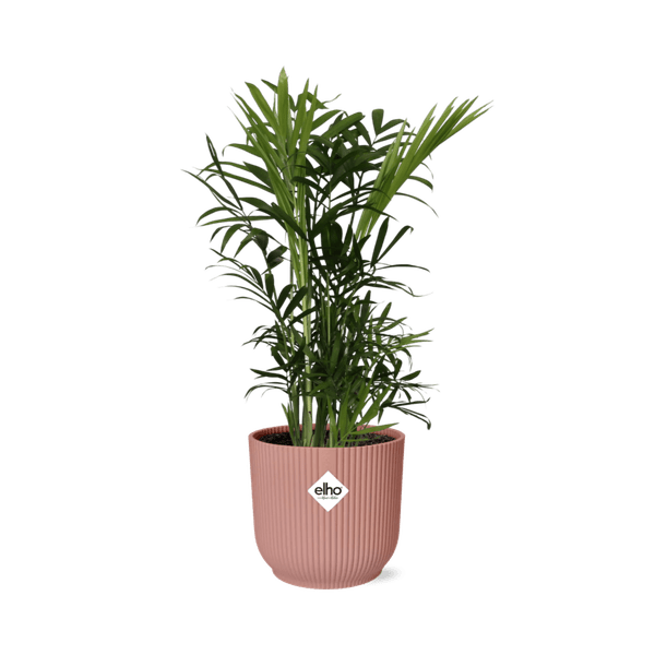 Mexikanische Bergpalme – Chamaedorea Elegans – elegante Zimmerpflanze – pflegeleicht & luftreinigend – Ø14cm Topf – mit Vibes Fold Rosa Übertopf – Plant