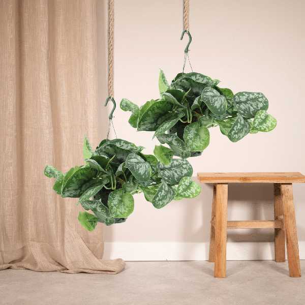 Efeutute Scindapsus pictus Trebie Epipremnum Zimmerpflanze Ø15cm ↕25cm – pflegeleichte Grünpflanze für Wohnzimmer, Büro & helle Standorte kaufen – Plant