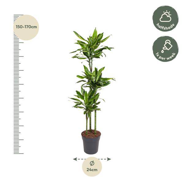 Drachenbaum Zimmerpflanze Ø24cm ↕160cm – pflegeleichte Grünpflanze für Wohnzimmer, Büro & helle Standorte kaufen – Plant
