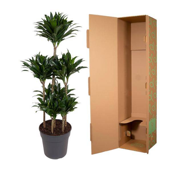 Drachenbaum – Dracaena Compacta Karussell 130cm – Ø31cm – Zimmerpflanze mit dunkelgrünen glänzenden Blättern – Plant