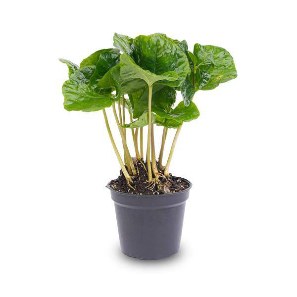 Kaffeepflanze Coffea Arabica Zimmerpflanze – pflegeleichte Grünpflanze für Wohnzimmer, Büro & helle Standorte kaufen – Plant