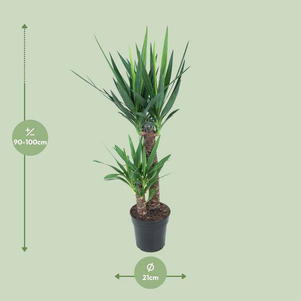 Riesen – Palmlilie Yucca Elephantipes Zimmerpflanze Ø21cm ↕100cm – pflegeleichte Grünpflanze für Wohnzimmer, Büro & helle Standorte kaufen – Plant