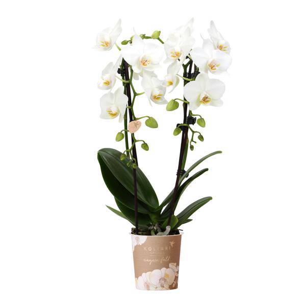 Weiße Phalaenopsis-Orchidee Niagara Fall – Ø9cm – Blühende Zimmerpflanze – Luxuriöse, langlebige weiße Blüten – 35-40cm hoch – Plant