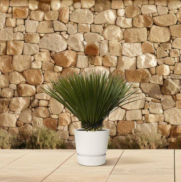 Palmlilie Yucca Rostrata Zimmerpflanze Ø30cm ↕70cm – pflegeleichte Grünpflanze für Wohnzimmer, Büro & helle Standorte kaufen – Plant