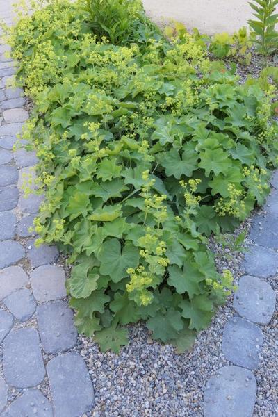 Weicher Frauenmantel Alchemilla mollis – ↕10-25cm – Ø9cm – Bodendecker & Staude für Beete, schattige Plätze & Garten – Plant