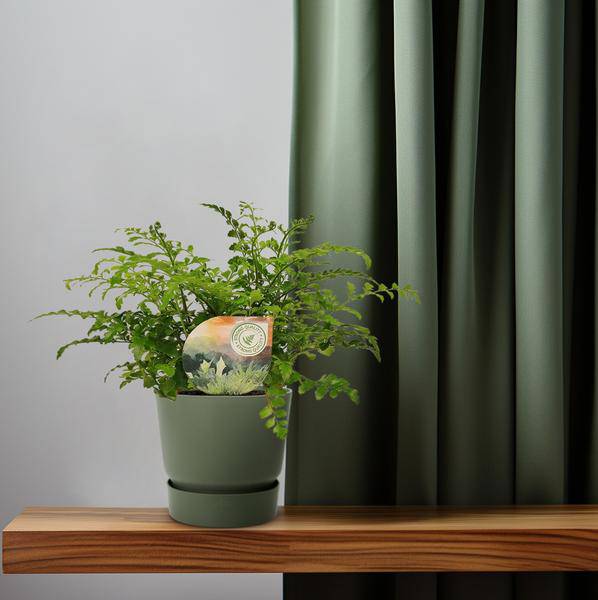 Nestfarn Asplenium Parvati Zimmerpflanze Ø12cm ↕35cm – pflegeleichte Grünpflanze für Wohnzimmer, Büro & helle Standorte kaufen – Plant