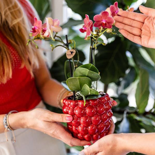 Beeren – Topf Zimmerpflanze Ø9cm – pflegeleichte Grünpflanze für Wohnzimmer, Büro & helle Standorte kaufen – Plant