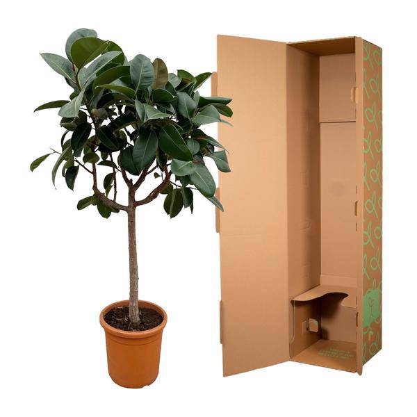 Gummibaum Ficus Elastica Robusta Zimmerpflanze Ø40cm ↕170cm – pflegeleichte Grünpflanze für Wohnzimmer, Büro & helle Standorte kaufen – Plant