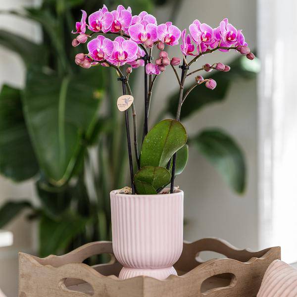 Übertopf Rosa Keramik Ø9cm – moderner Pflanztopf für Zimmerpflanzen, Sukkulenten, Kakteen & Kräuter – Plant
