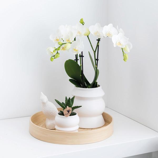 Überraschungsbox Orchideen Ø9cm – pflegeleichtes Pflanzen Set für Urban Jungle, Fensterbank, Wohnzimmer & Büro – Plant