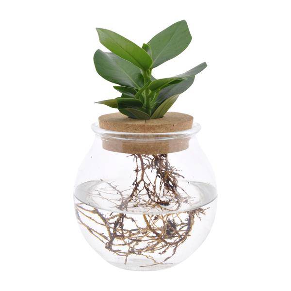 Clusia im Kugelglas mit Schnappkorken – Ø12cm – ↕30cm – Hydroponie – Deko mit grünen Pflanzen – Plant
