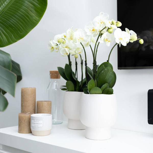 Weiße Phalaenopsis Orchidee Juwel Gent – Blühende Zimmerpflanze – Ø12cm – Elegante weiße Blüten – Perfekt für Zuhause & Büro – Plant