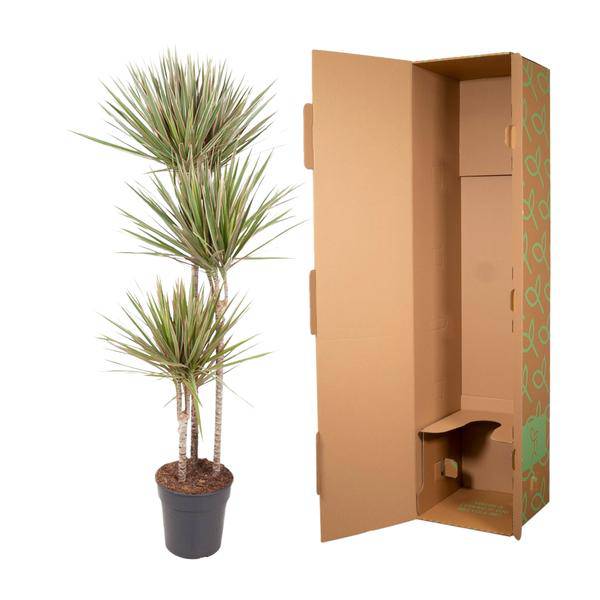 Drachenbaum Zimmerpflanze Ø24cm ↕150cm – pflegeleichte Grünpflanze für Wohnzimmer, Büro & helle Standorte kaufen – Plant