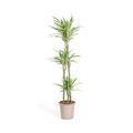 Dracaena Deremensis White Stripe – Drachenbaum – Ø24cm – ↕130-150cm – Elegante Zimmerpflanze mit weißen Blattstreifen – Pflegeleicht & luftreinigend – Plant