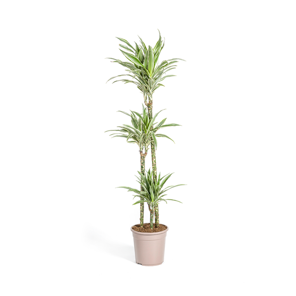 Dracaena Deremensis White Stripe – Drachenbaum – Ø24cm – ↕130-150cm – Elegante Zimmerpflanze mit weißen Blattstreifen – Pflegeleicht & luftreinigend – Plant