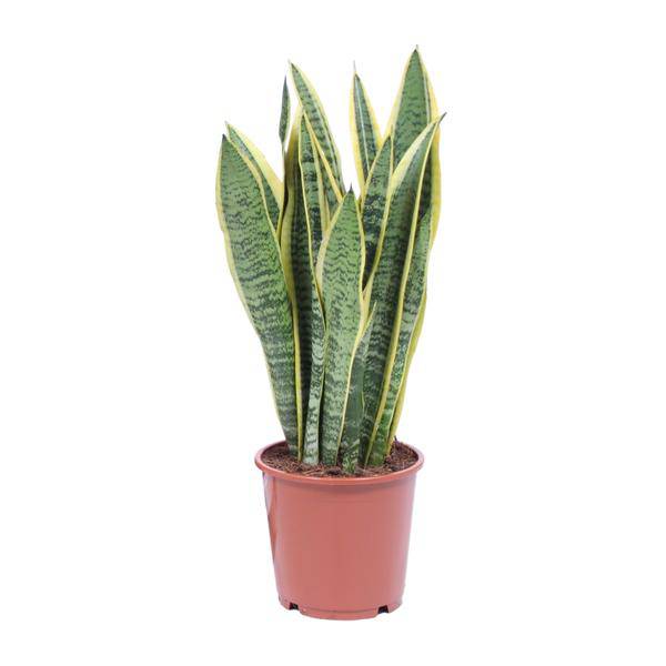 Bogenhanf Sansevieria Trifasciata Laurentii Zimmerpflanze Ø14cm ↕50cm – pflegeleichte Grünpflanze für Wohnzimmer, Büro & helle Standorte kaufen – Plant