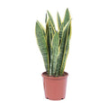 Bogenhanf Sansevieria Trifasciata Laurentii Zimmerpflanze Ø14cm ↕50cm – pflegeleichte Grünpflanze für Wohnzimmer, Büro & helle Standorte kaufen – Plant