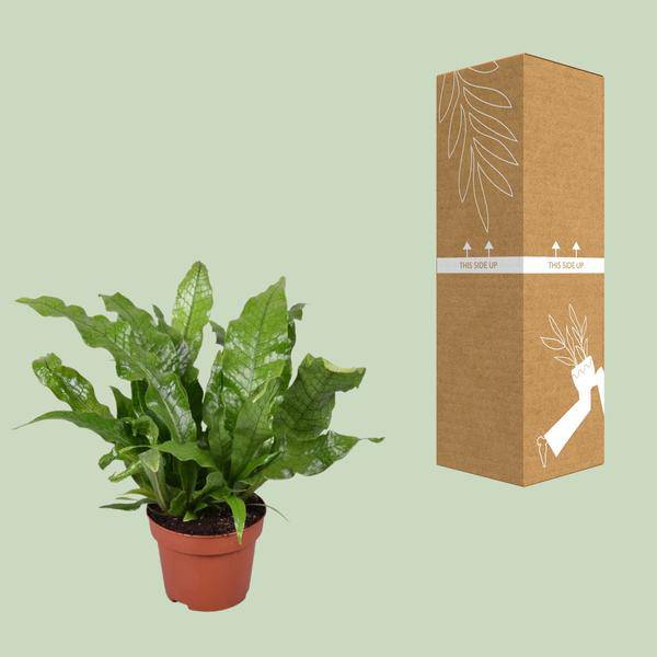 Krokodilfarn – Microsorum Crocodyllus – tropische Zimmerpflanze – Ø12cm – ca. 30cm hoch – dekorativer Farn für Innenräume – Plant