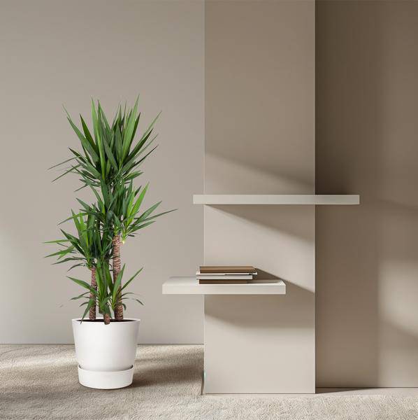 Riesen – Palmlilie – Yucca Elephantipes – Zimmerpflanze – Ø34cm – ↕180cm – Pflegeleicht & Robust – Für Innen & Außen – Plant