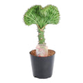 Euphorbia lactea Cristata Grün – Korallen – Wolfsmilch – Zimmerpflanze ca. 30cm – Ø10,5cm – Exotische Sukkulente in Korallenform – Plant