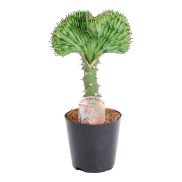 Euphorbia lactea Cristata Grün – Korallen – Wolfsmilch – Zimmerpflanze ca. 30cm – Ø10,5cm – Exotische Sukkulente in Korallenform – Plant