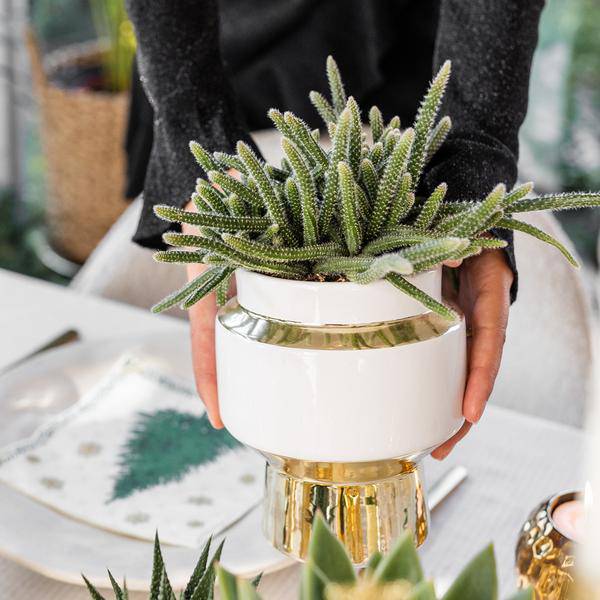 Sukkulenten 2er – Set in eleganten Le Chic Keramiktöpfen – Ø9cm – Pflegeleichte Grünpflanzen – Weiß mit goldenen Details – Dekoratives Pflanzen – Plant
