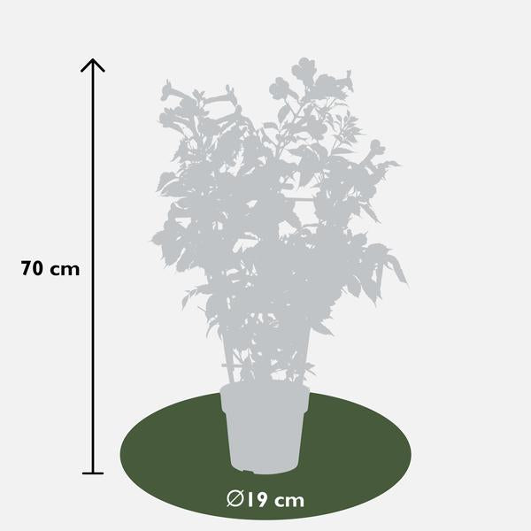 Klettertrompete Gartenpflanze Ø15cm ↕65cm – winterharte Pflanze für Garten, Balkon, Terrasse, Kübel & Beet online kaufen – Plant