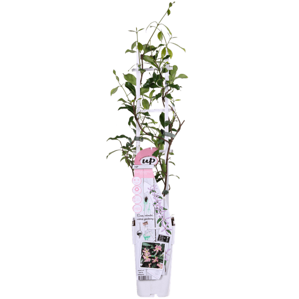 Sternjasmin Trachelospermum 'Star of Ibiza' – Rosa – Immergrüne Kletterpflanze – ca. 65cm Höhe – Duftender mediterraner Jasmin für Terrasse & Balkon – Plant