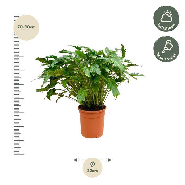 Philodendron Xanadu – Baumfreund – ca. 80cm hoch – Ø27cm – Tropische Zimmerpflanze mit dekorativen Blättern – Plant