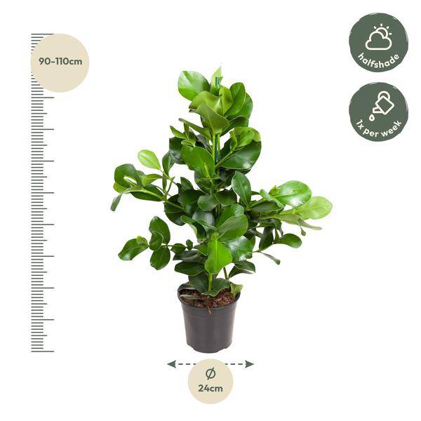 Balsamapfel Zimmerpflanze Ø24cm ↕100cm – pflegeleichte Grünpflanze für Wohnzimmer, Büro & helle Standorte kaufen – Plant