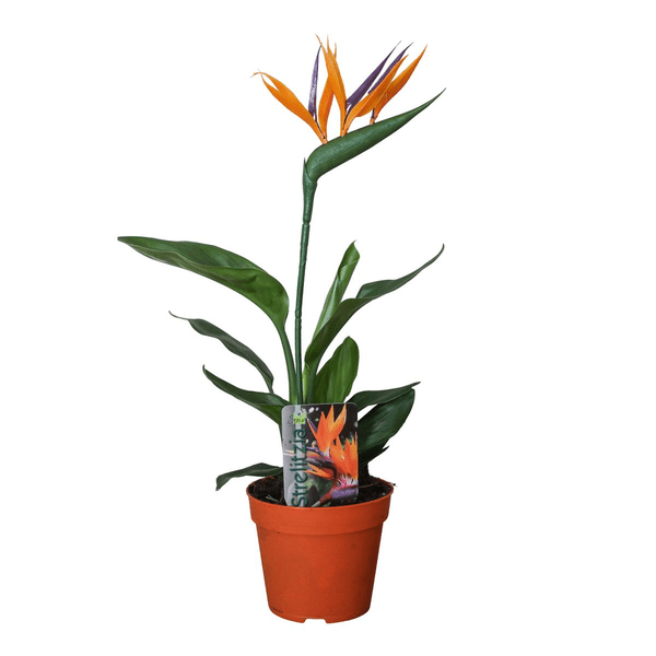Strelitzia Reginae – Paradiesvogelblume – Zimmerpflanze mit Kunstblüte – ↕35cm – Ø13cm – Exotische Pflanze für Wohnzimmer, Büro & Balkon – Plant