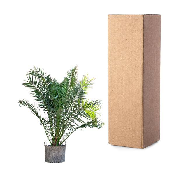 Phönix Canariensis Zimmerpflanze Ø50cm ↕300cm – tropische Grünpflanze für Wohnzimmer, Büro & helle Standorte kaufen – Plant