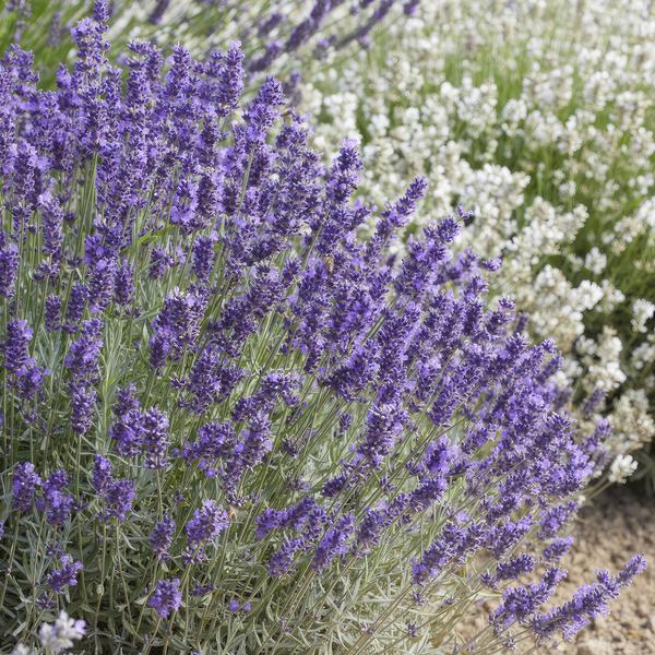 Lavender Lavandula 'Hidcote' – Reich blühender Lavendel – ↕10-25cm – Ø9cm – pflegeleicht & sonnig – Plant