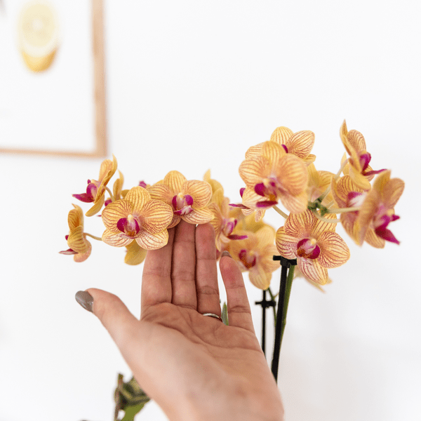 Phalaenopsis Orchidee Bozen Orange – Zimmerpflanze Ø9cm – inkl. Painted Stripe Topf Orange – Exotische Orchidee mit 2-3 Blütenstielen – Plant