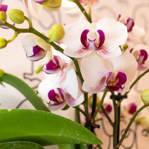 Weiße Phalaenopsis – Orchidee ‘Mineral Gibraltar’ – Blühende Zimmerpflanze – Ø9cm – Topf – Elegante & langlebige Blüten – Plant