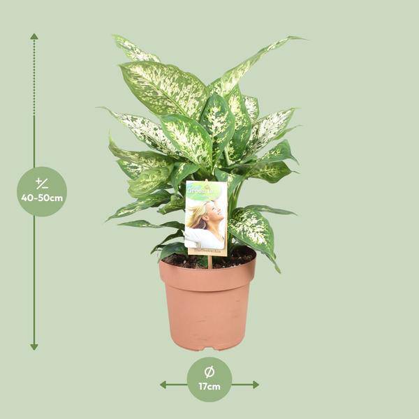Dieffenbachie Compacta – Dieffenbachia seguine – Zimmerpflanze – Ø17cm – ↕45cm – pflegeleichte tropische Grünpflanze mit dekorativen Blättern – Plant